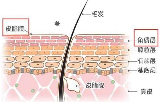 皮脂膜受損