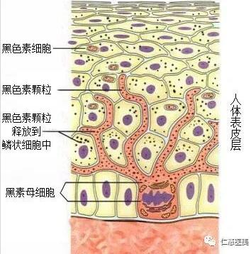 長斑